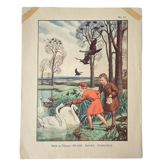 Lovely Vintage Educational Poster – Birds in Winter